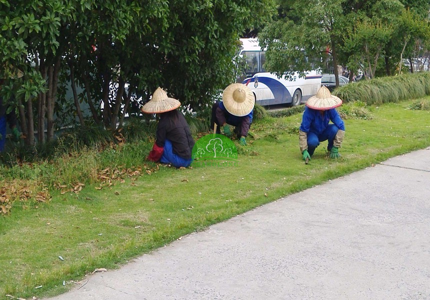 園林公司對(duì)草坪如何管理的