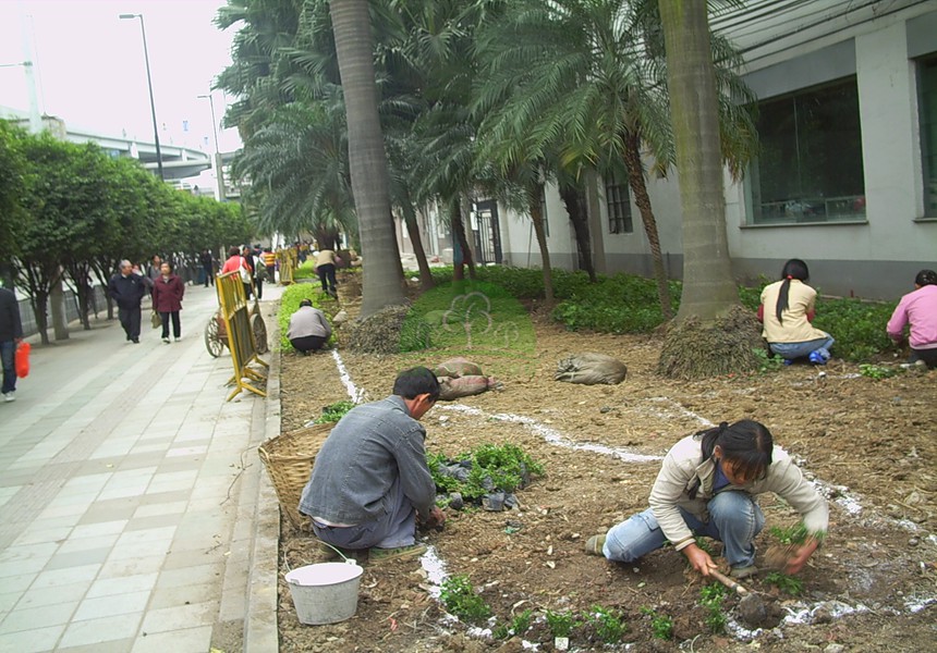 園林綠化公司講述茶花的養護問題