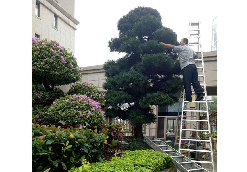 小區大樹修剪